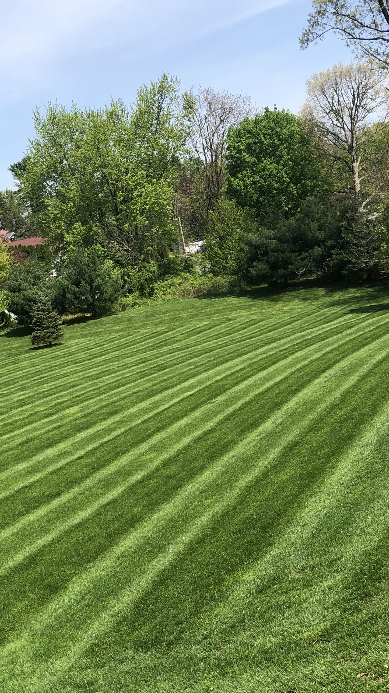 Professional lawn mowing with clean stripe patterns