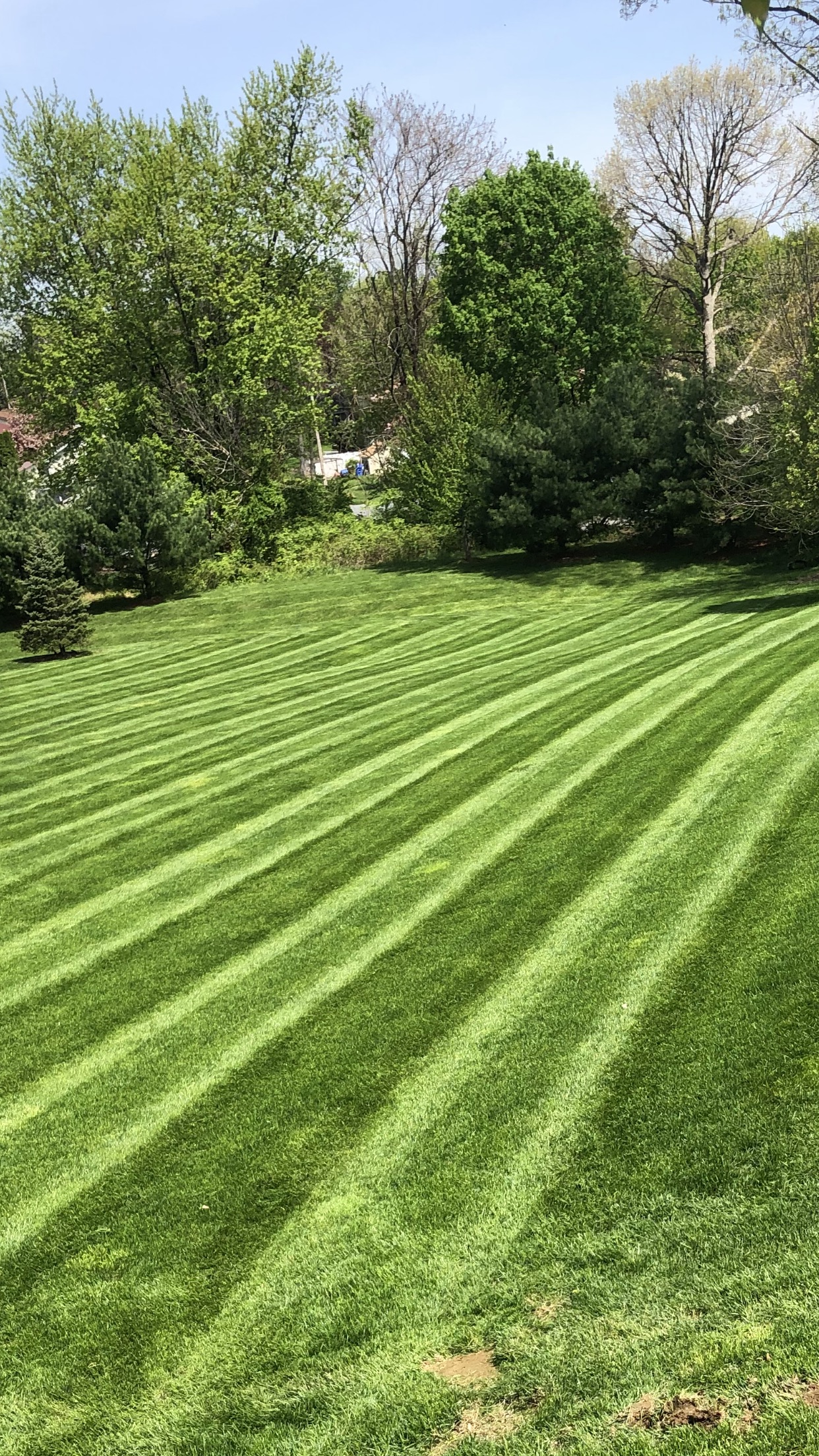 Lush green striped lawn