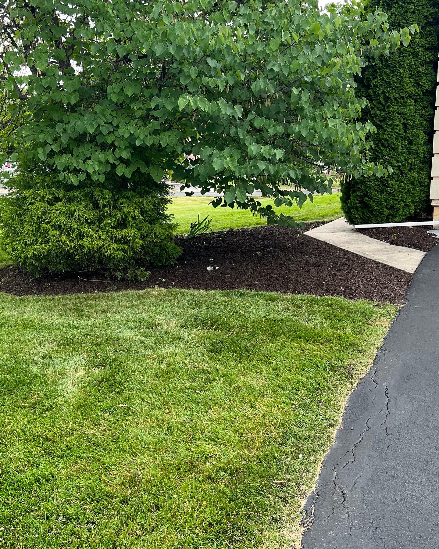 Fresh mulch around trees and walkway